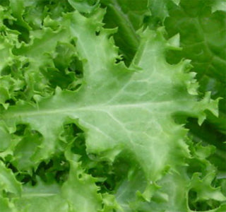 ROCKET LEAVES PREPACK