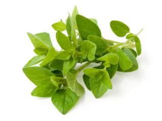 OREGANO