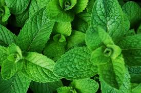 MINT