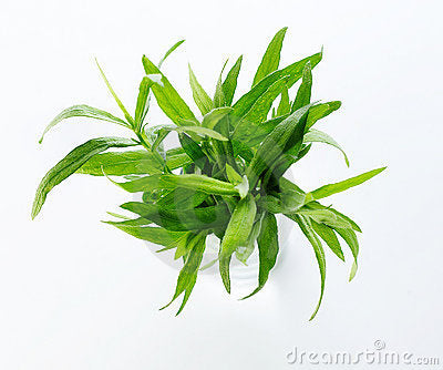 TARRAGON