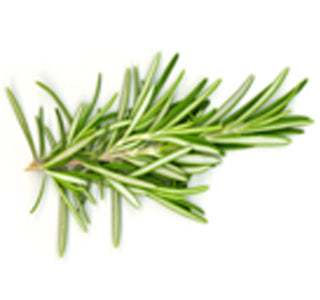ROSEMARY
