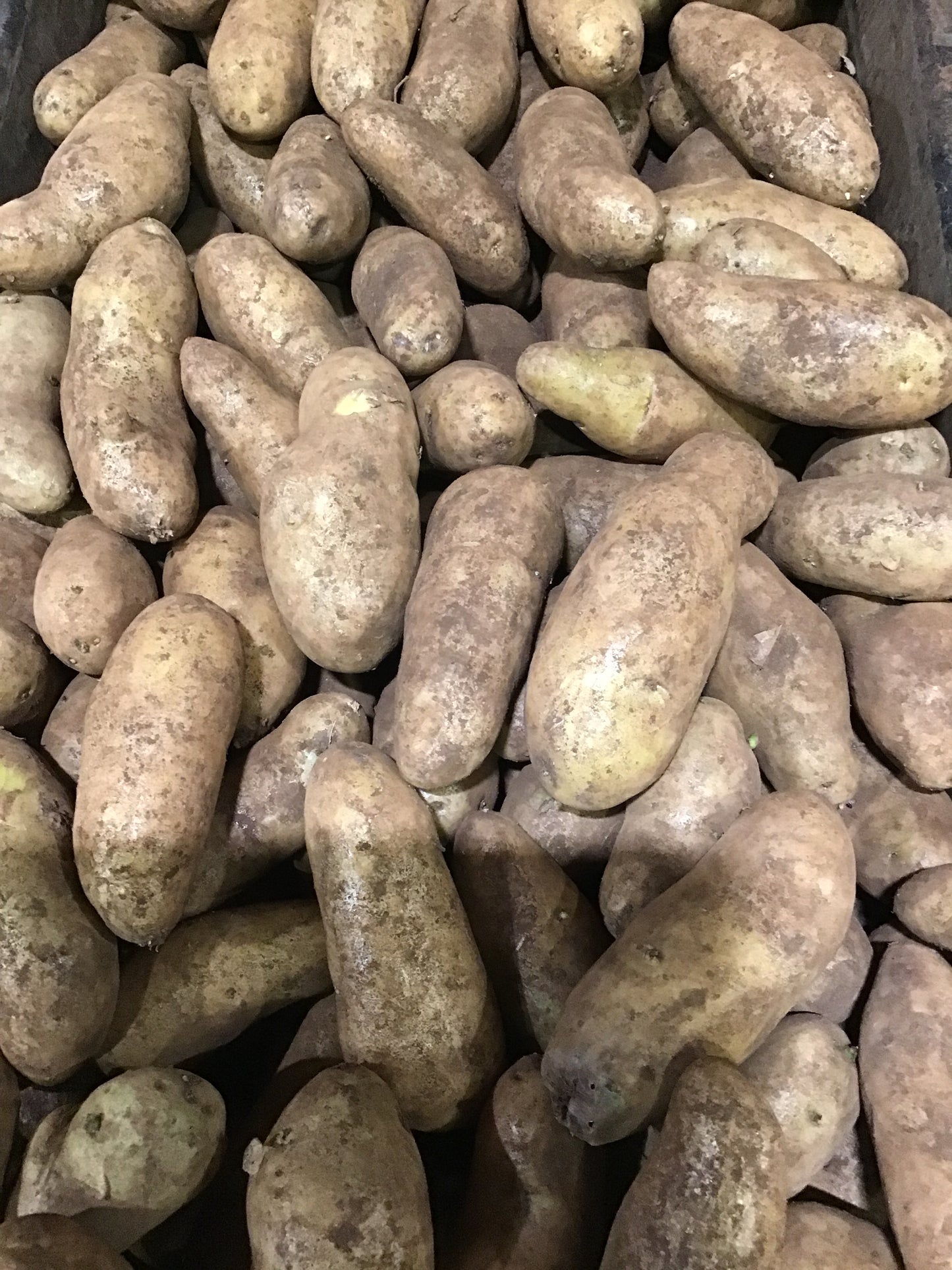 Tasmanian kipfler potatoes