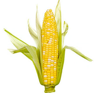 SWEET CORN