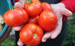 KEILOR TOMATOES