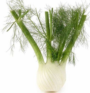 FENNEL